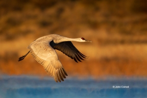 Crane;Flying-Bird;Grus-canadensis;Photography;Sandhill-Crane;action;active;aloft